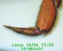 JJeye-200412041311.jpg